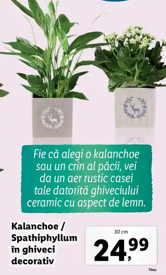 Lidl Kalanchoe / Spathiphyllum în ghiveci decorativ Ofertă