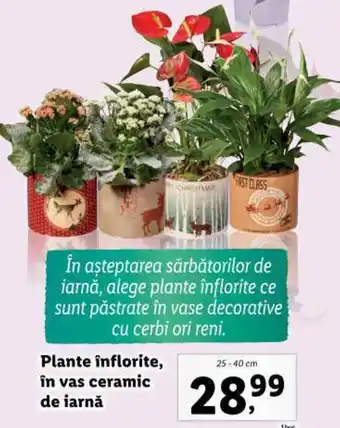 Lidl Plante înflorite, în vas ceramic de iarnă Ofertă