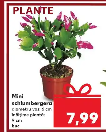 Kaufland Mini schlumbergera Ofertă