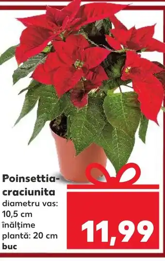 Kaufland Poinsettia- craciunita Ofertă