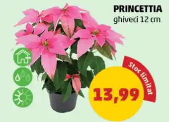 Penny PRINCETTIA ghiveci 12 cm Ofertă