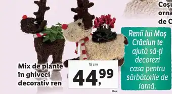 Lidl Mix de plante în ghiveci decorativ ren Ofertă