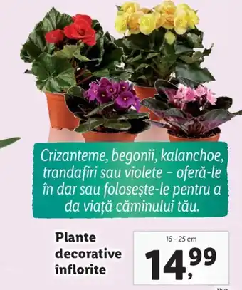 Lidl Plante decorative înflorite Ofertă