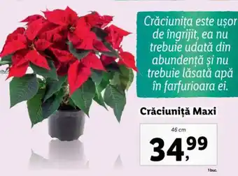 Lidl Crăciuniţă Maxi Ofertă
