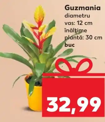 Kaufland Guzmania diametru vas: 12 cm înălţime plantă: 30 cm buc Ofertă