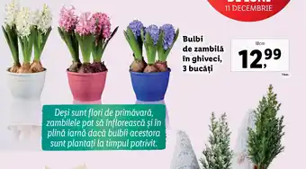 Lidl Bulbi de zambilă în ghiveci, 3 bucăți Ofertă
