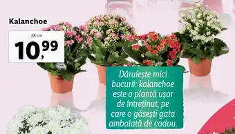 Lidl Kalanchoe Ofertă