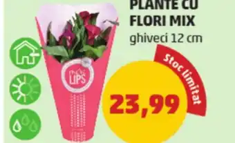 Penny PLANTE CU FLORI MIX Ofertă