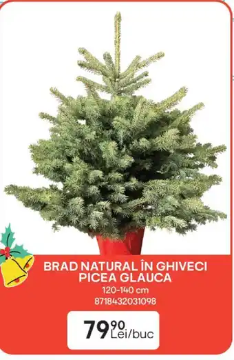 Brico Depôt BRAD NATURAL ÎN GHIVECI PICEA GLAUCA Ofertă