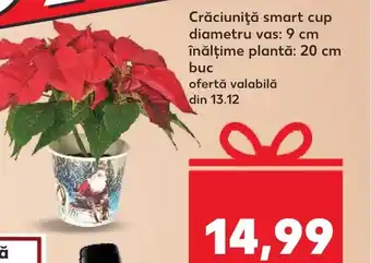 Kaufland Crăciuniţă smart cup diametru vas: 9 cm înălțime plantă: 20 cm buc Ofertă