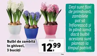 Lidl Bulbi de zambilă în ghiveci, 3 bucăţi Ofertă