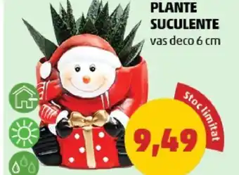 Penny PLANTE SUCULENTE Ofertă