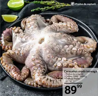 Selgros Caracatiţă crudă întreagă Ofertă
