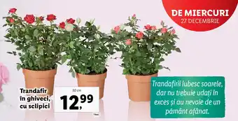 Lidl Trandafir in ghiveci cu sclipici Ofertă