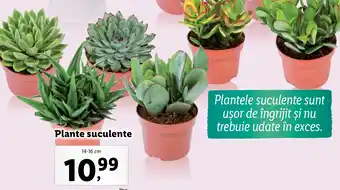 Lidl Plante suculente Ofertă