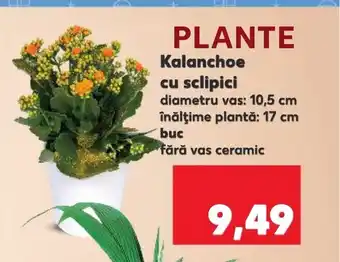 Kaufland Kalanchoe cu sclipici Ofertă