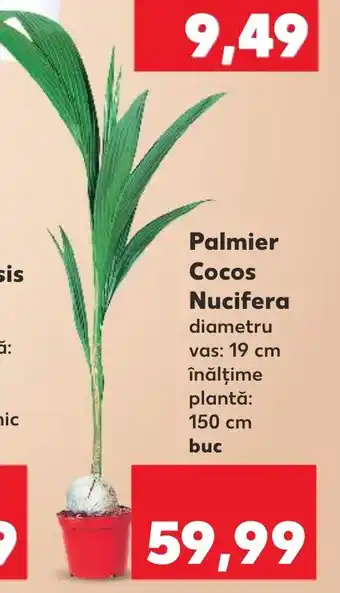 Kaufland Palmier Cocos Nucifera Ofertă