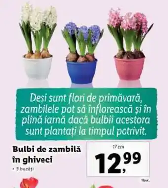 Lidl Bulbi de zambilă în ghiveci Ofertă