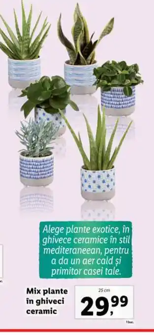 Lidl Mix plante în ghiveci ceramic Ofertă