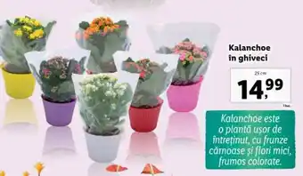 Lidl Kalanchoe în ghiveci Ofertă