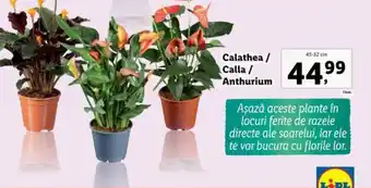 Lidl Calathea / Calla/ Anthurium Ofertă