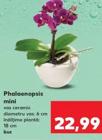Kaufland Phalaenopsis mini Ofertă