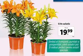 Lidl Crin asiatic Ofertă