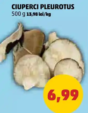 Penny CIUPERCI PLEUROTUS Ofertă