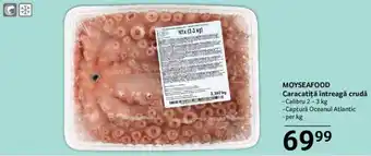 Selgros MOYSEAFOOD Caracatiţă întreagă crudă Ofertă