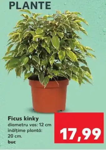 Kaufland Ficus kinky Ofertă