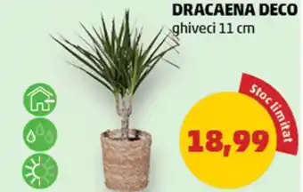 Penny DRACAENA DECO Ofertă