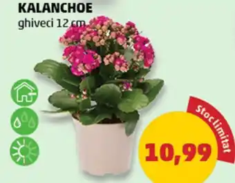 Penny KALANCHOE Ofertă