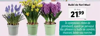 Lidl Bulbi de flori Maxi Ofertă