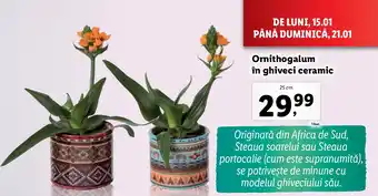 Lidl Ornithogalum în ghiveci ceramic Ofertă