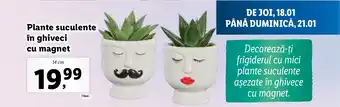 Lidl Plante suculente în ghiveci cu magnet Ofertă