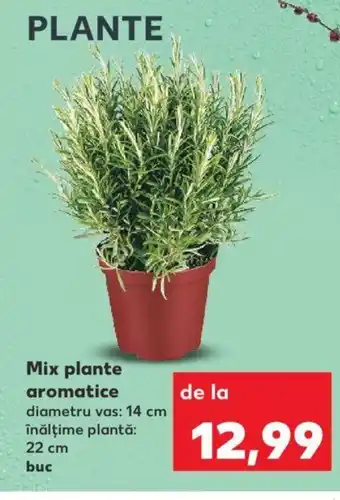 Kaufland Mix plante aromatice Ofertă