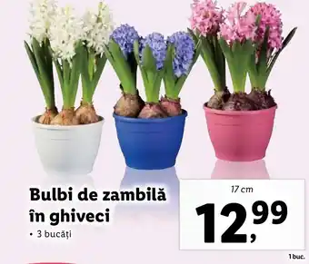 Lidl Bulbi de zambilă în ghiveci Ofertă