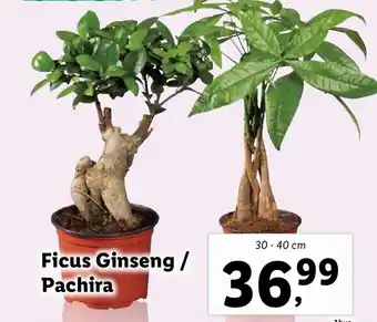 Ficus Ginseng / Pachira