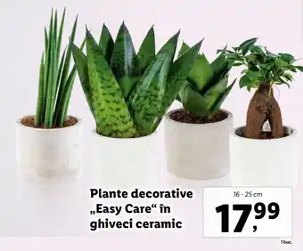Lidl Plante decorative Easy Care în ghiveci ceramic Ofertă