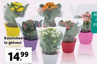 Lidl Kalanchoe în ghiveci Ofertă