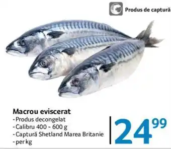 Selgros Macrou eviscerat Ofertă