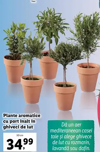 Lidl Plante aromatice cu port înalt în ghiveci de lut Ofertă