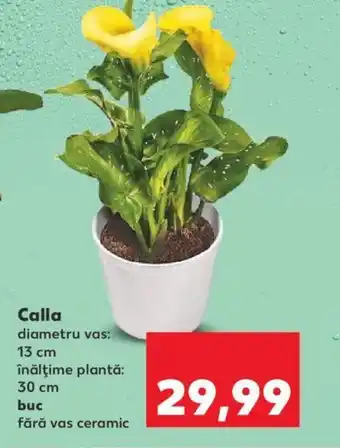 Kaufland Calla Ofertă