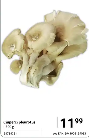 Ciuperci pleurotus