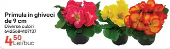 Primula în ghiveci de 9 cm