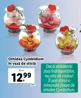 Orhidee Cymbidium în vază de sticlă