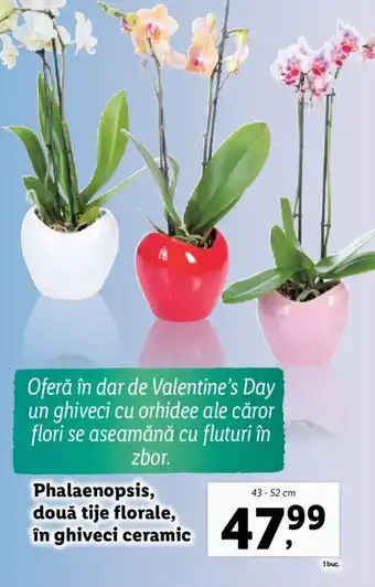 Lidl Phalaenopsis, două tije florale, în ghiveci ceramic Ofertă