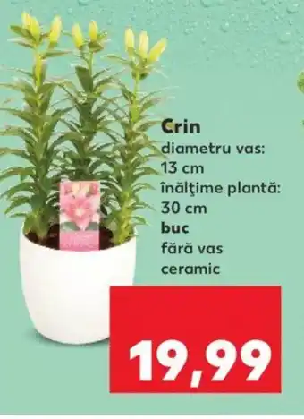 Kaufland Crin Ofertă