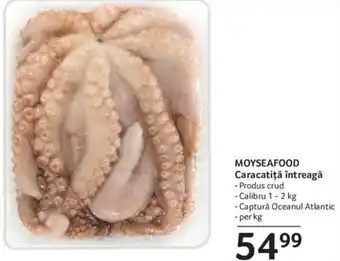 Selgros MOYSEAFOOD Caracatiţă întreagă Ofertă