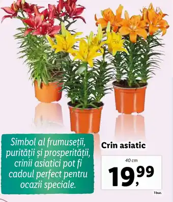 Lidl Crin asiatic Ofertă